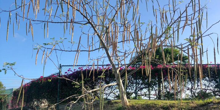 a tree with long stems and flowers