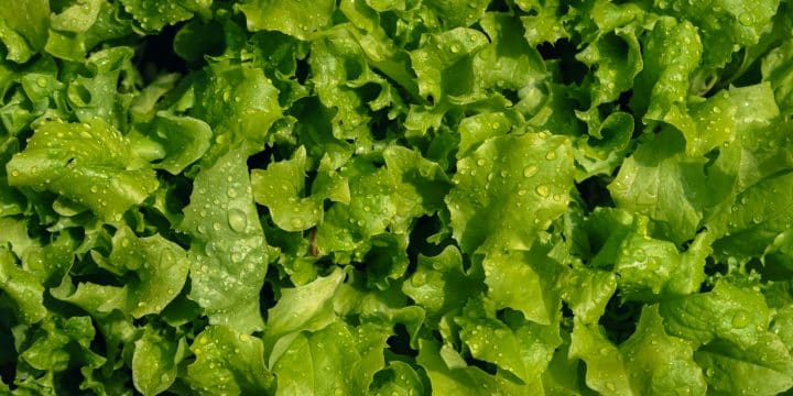 a close up of a green leafy plant