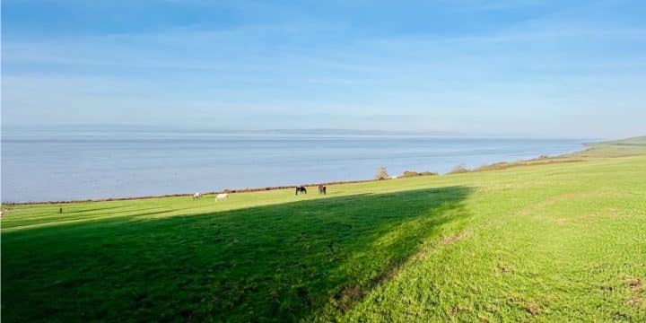 a group of animals grazing on grass by a body of water
