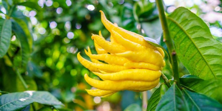 a yellow fruit on a plant