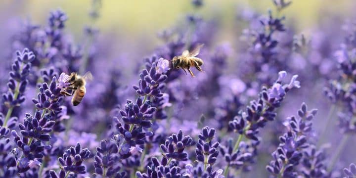 bees flying around lavender