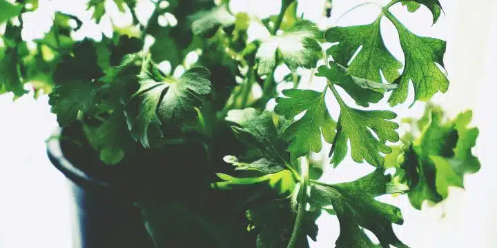 a close up of a plant